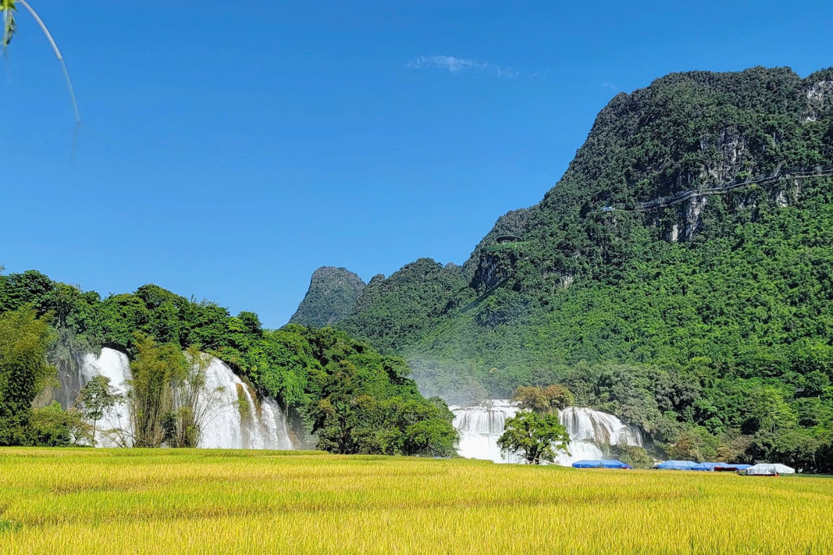 Green rice fields and mountain scenery near Ban Gioc Waterfall in early autumn